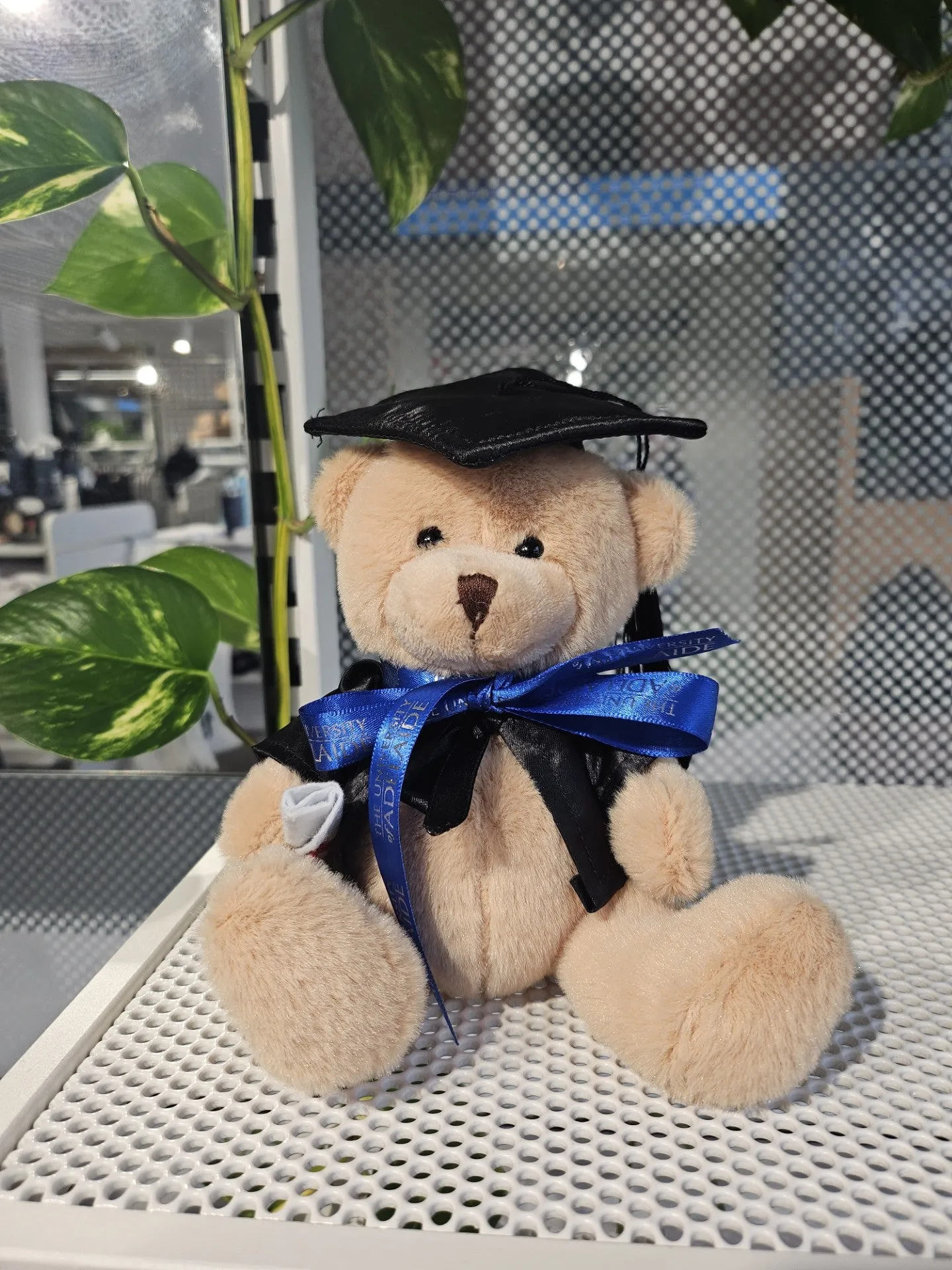 Tom Bear 16cm